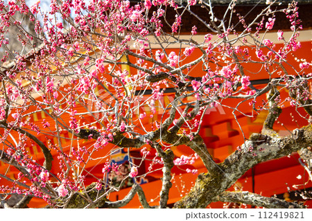 [Kyoto Scenery] Kitano area, the pretty plum blossoms waiting for spring 112419821
