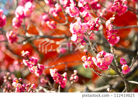 [Kyoto Scenery] Kitano area, the pretty plum blossoms waiting for spring 112419825