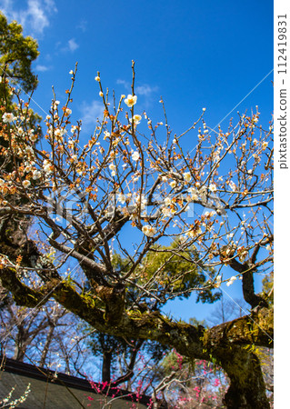 [Kyoto Scenery] Kitano area, the pretty plum blossoms waiting for spring 112419831