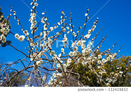 【京都風景】北野地區,美麗的梅花等待春天 【京都風景】北野地區,美麗的梅花等待春天 112419832