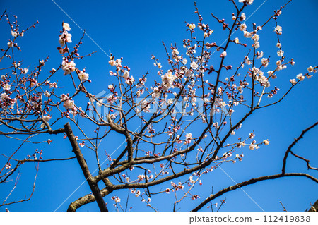 [Kyoto Scenery] Kitano area, the pretty plum blossoms waiting for spring 112419838