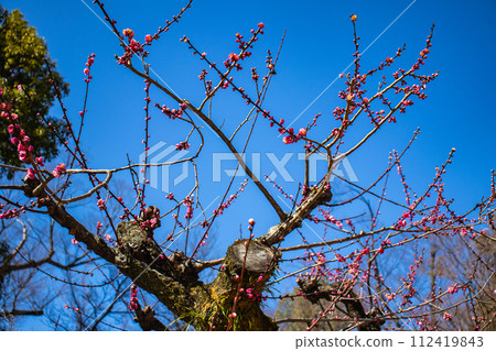 [Kyoto Scenery] Kitano area, the pretty plum blossoms waiting for spring 112419843