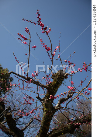 [Kyoto Scenery] Kitano area, the pretty plum blossoms waiting for spring 112419844