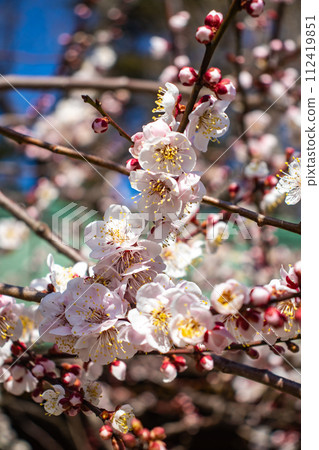 [Kyoto Scenery] Kitano area, the pretty plum blossoms waiting for spring 112419851