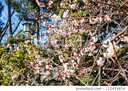 [Kyoto Scenery] Kitano area, the pretty plum blossoms waiting for spring 112419854