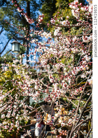 [Kyoto Scenery] Kitano area, the pretty plum blossoms waiting for spring 112419855