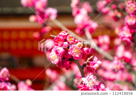 [Kyoto Scenery] Kitano area, the pretty plum blossoms waiting for spring 112419856