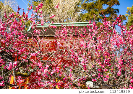 [Kyoto Scenery] Kitano area, the pretty plum blossoms waiting for spring 112419859