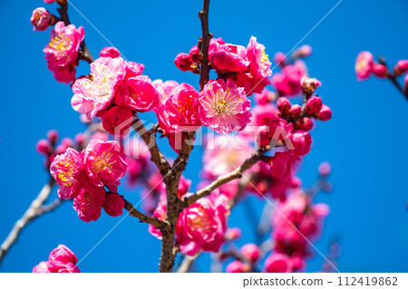 [Kyoto Scenery] Kitano area, the pretty plum blossoms waiting for spring 112419862
