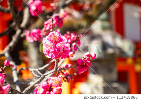 [Kyoto Scenery] Kitano area, the pretty plum blossoms waiting for spring 112419866