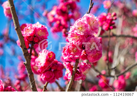 【京都風景】北野地區,美麗的梅花等待春天 【京都風景】北野地區,美麗的梅花等待春天 112419867