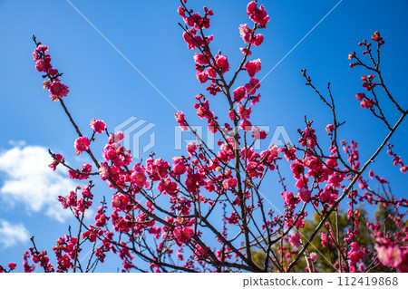 [Kyoto Scenery] Kitano area, the pretty plum blossoms waiting for spring 112419868