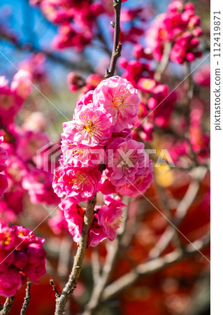 [Kyoto Scenery] Kitano area, the pretty plum blossoms waiting for spring 112419871