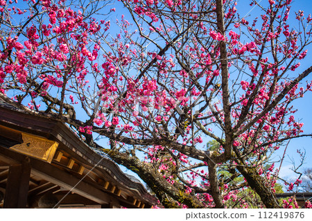[Kyoto Scenery] Kitano area, the pretty plum blossoms waiting for spring 112419876