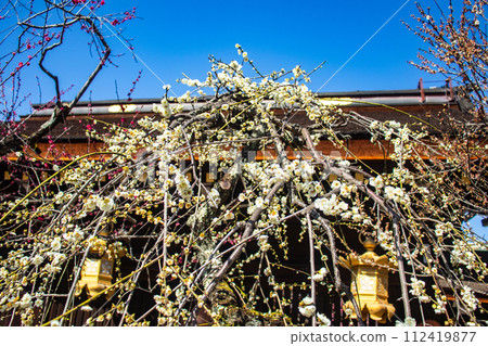 【京都風景】北野地區,美麗的梅花等待春天 【京都風景】北野地區,美麗的梅花等待春天 112419877