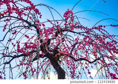 【京都風景】北野地區,美麗的梅花等待春天 【京都風景】北野地區,美麗的梅花等待春天 112419880