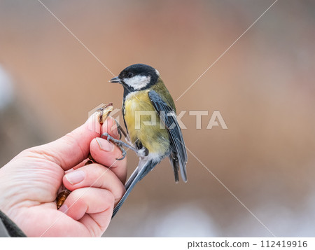 A tit sits on a man's hand and eats seeds. 112419916