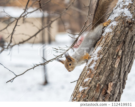 Portrait of a squirrel on a tree trunk 112419931