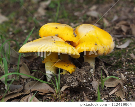 Ecological photograph of Amanita caesareus 112419964