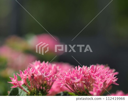 五角花與複製空間 112419966