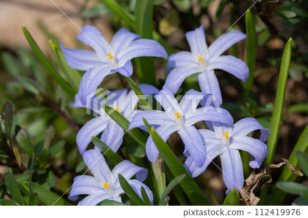 Cute purple flowers in the spring garden Chionodoxa Cute purple flowers in the spring garden Chionodoxa 112419976