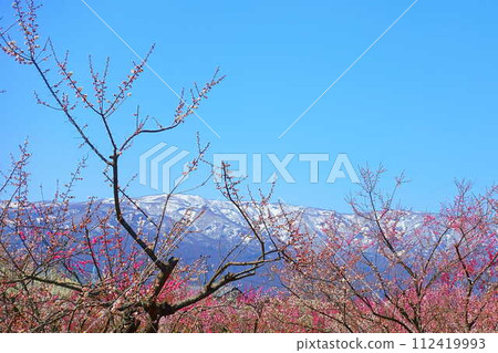 Plum blossoms in full bloom, plum grove, Mogami River, Nagai City 112419993