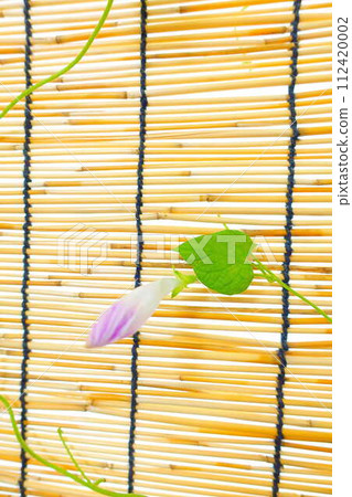 morning glory morning glory bud morning glory morning glory bud 112420002