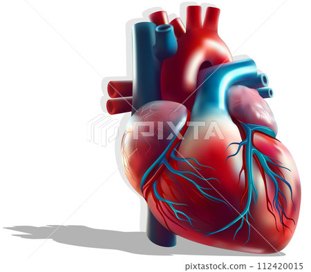 Color Illustration of the Human Heart 112420015