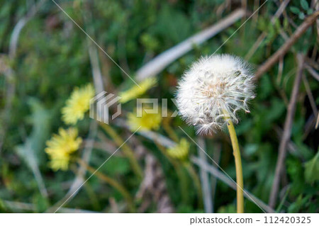 Dandelion fluff sways in a winter field 112420325