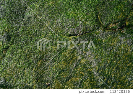 [Background material] Algae covering rocky areas on the coast 112420326