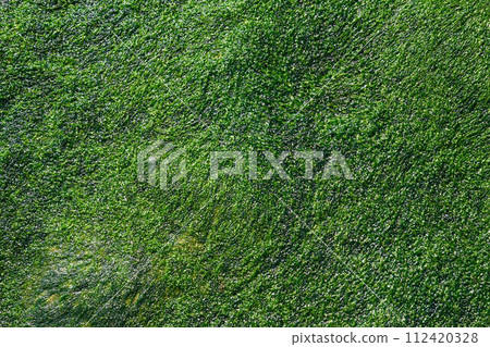 [Background material] Close-up of algae covering rocky areas on the coast 112420328