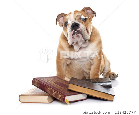 young english bulldog and books 112420777