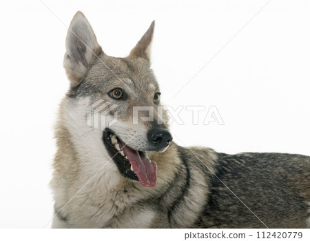 czechoslovakian wolf dog 112420779