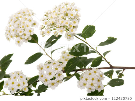 flower of Viburnum tinus 112420780