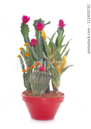 cactus in pot 112420782