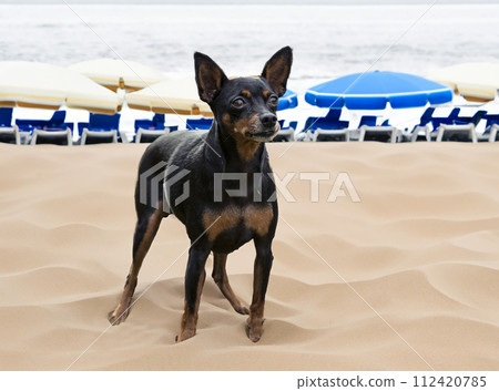 miniature pinscher in summer miniature pinscher in summer 112420785