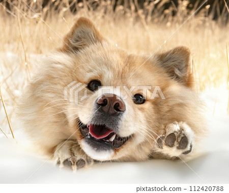 Finnish Lapphund in nature Finnish Lapphund in nature 112420788