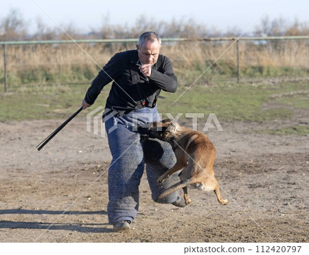 training of belgian shepherd training of belgian shepherd 112420797