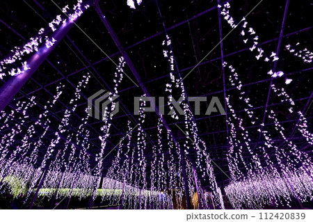冬天的足利花卉公園，紫藤架上有彩燈 112420839