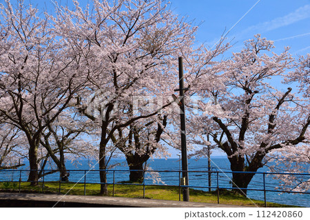 Cherry blossom view Noto Kashima Station 112420860