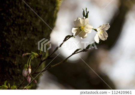 美麗的櫻花從樹幹長出來 美麗的櫻花從樹幹長出來 112420961