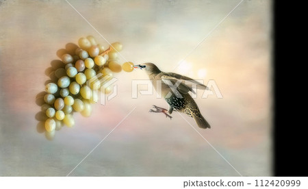 美味的水果葡萄 水中的葡萄 與水花共舞的葡萄 商用葡萄圖片 與水滴共舞的葡萄 廚房中的葡萄 葡萄酒 112420999