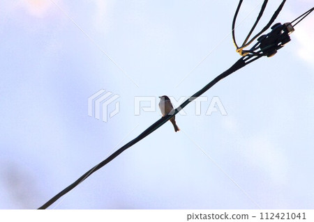 sparrow perched on a wire 112421041