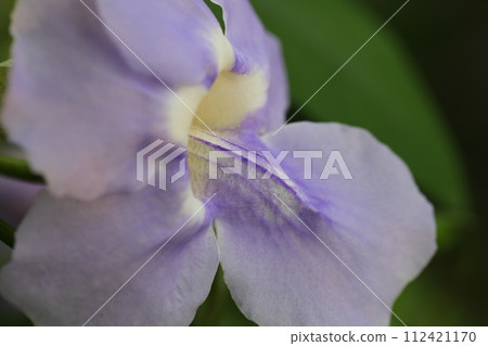 Bengal jujazzura flowers Bengal jujazzura flowers 112421170
