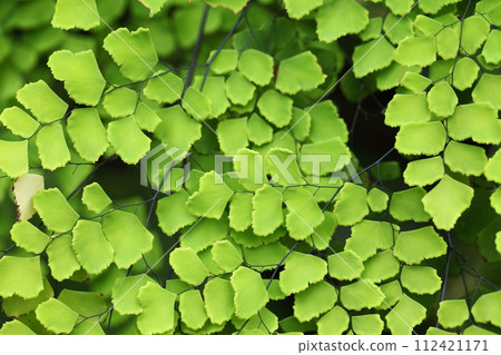 Fern leaf　 112421171
