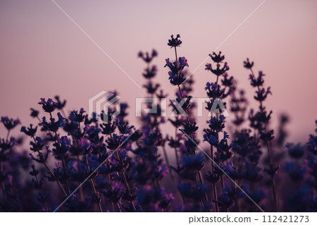 Lavender flower background. Violet lavender field sanset close up. Lavender flowers in pastel colors at blur background. Nature background with lavender in the field. 112421273