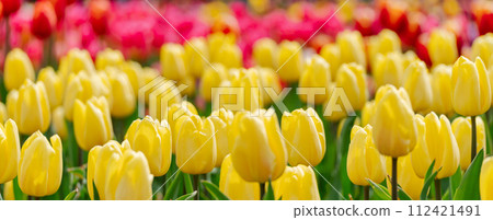 Yellow tulips spring blossoming , bokeh flower background, pastel and soft floral card, selective focus Yellow tulips spring blossoming , bokeh flower background, pastel and soft floral card, selective focus 112421491