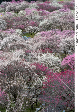 三重縣伊鍋市農業公園/梅林 三重縣伊鍋市農業公園/梅林 112421648