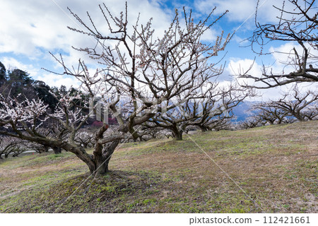 三重縣伊鍋市農業公園/梅林 112421661