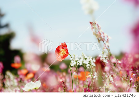 電影攝影風格罌粟花 電影攝影風格罌粟花 112421746